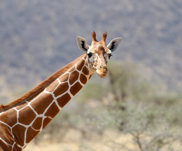 6 Days City Excursion/Masai Mara Tour