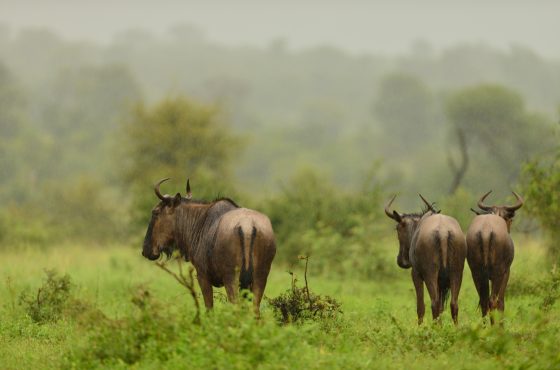 3 Days Jumbo Elephants Safari in Amboseli