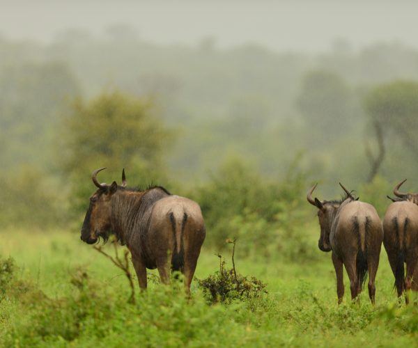 3 Days Jumbo Elephants Safari in Amboseli