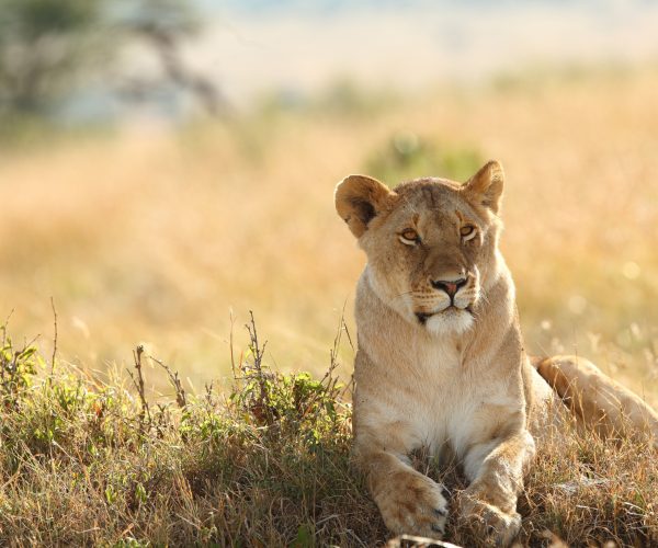 4 Days Masai Mara & Lake Nakuru Joining Safari