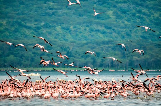 7 Days Lake Manyara, Ngorongoro & Serengeti Budget Safari