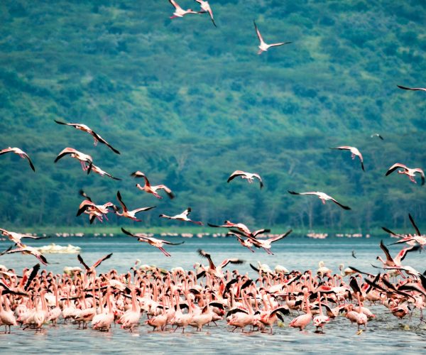 7 Days Lake Manyara, Ngorongoro & Serengeti Budget Safari
