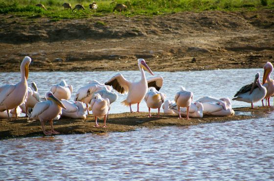 5 Days Lake Manyara, Ngorongoro & Serengeti Camping Safari