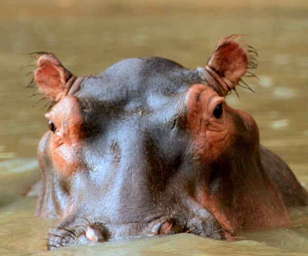 3 Days Ngorongoro,Lake Manyara & Tarangire Camping Safari