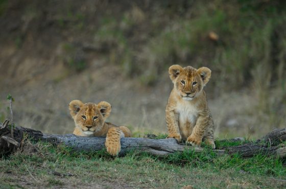 Family Friendly Safaris with Tembea Pamoja Safaris
