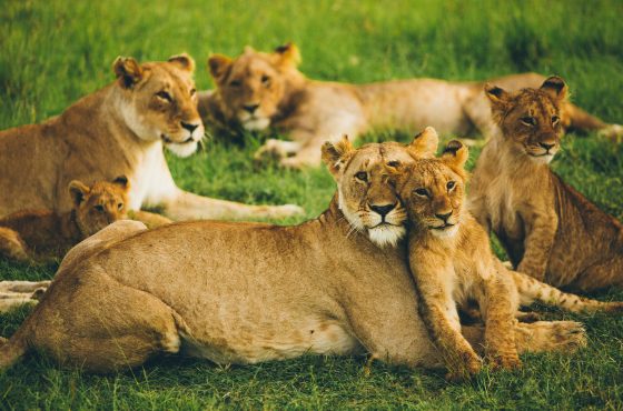 4 Days Masai Mara Lodge Wildlife Safari
