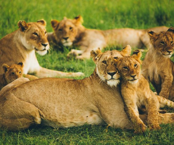 4 Days Masai Mara Lodge Wildlife Safari